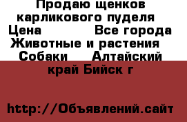 Продаю щенков карликового пуделя › Цена ­ 2 000 - Все города Животные и растения » Собаки   . Алтайский край,Бийск г.